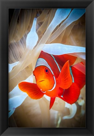 Framed Clownfish Defends his White Anemone Print