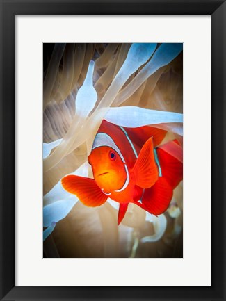 Framed Clownfish Defends his White Anemone Print