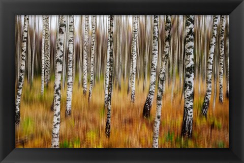 Framed 3D Birches Print