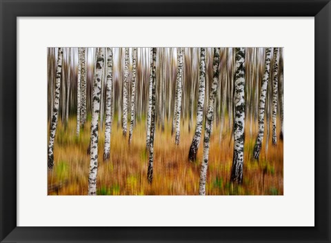 Framed 3D Birches Print
