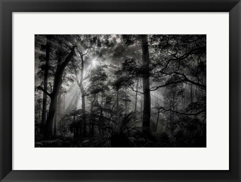 Framed Primary Forest Print