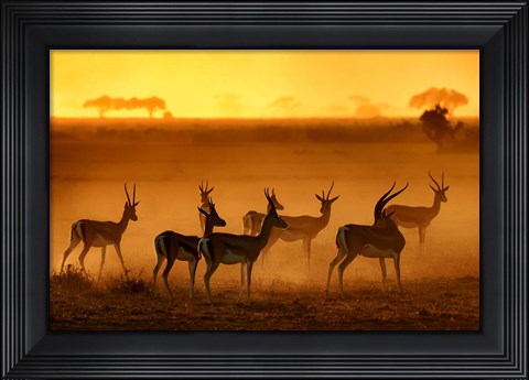 Framed Golden Light Print