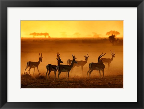 Framed Golden Light Print