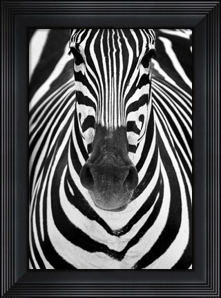 Framed Zebra Print