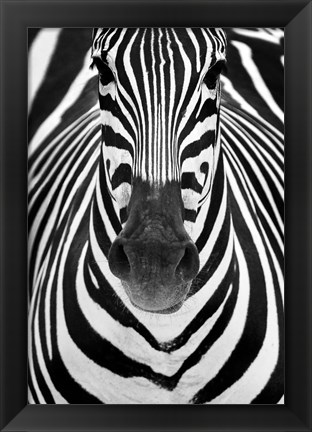 Framed Zebra Print