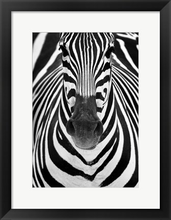 Framed Zebra Print