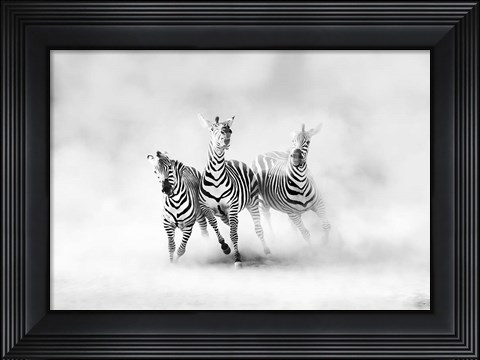 Framed Zebras Print