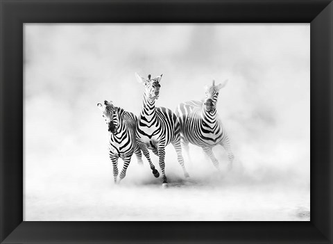 Framed Zebras Print