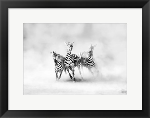 Framed Zebras Print