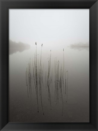 Framed Reeds in the Mist Print