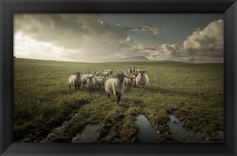 Framed Sheep Print