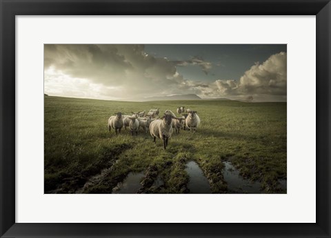 Framed Sheep Print
