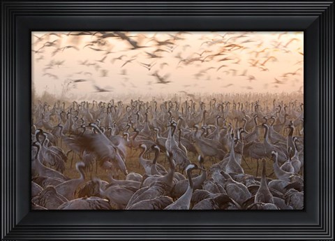 Framed Mass Print