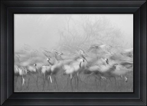 Framed Agamon Hula Print