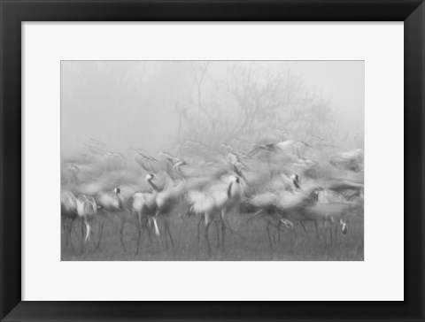 Framed Agamon Hula Print