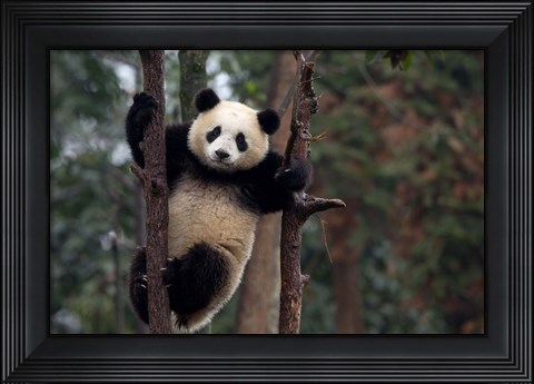 Framed Reaching the Top Print