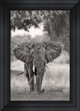 Framed Coming Print