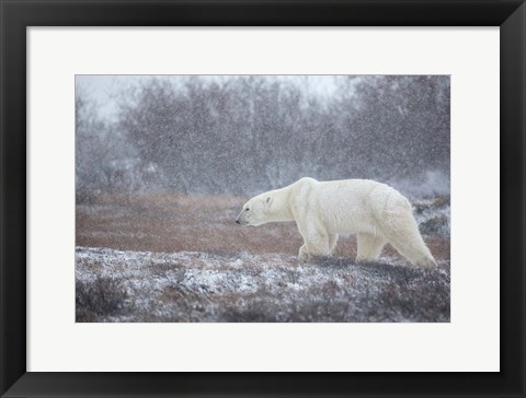 Framed Let it Snow! Print