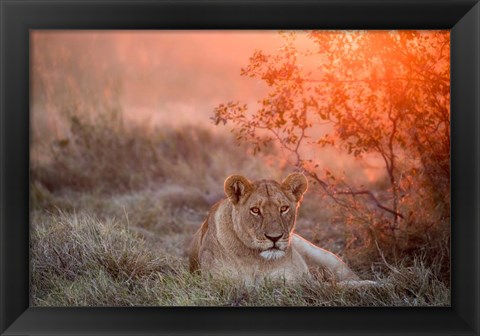 Framed Sunset Lioness Print