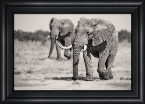Framed Twin Elephants Print