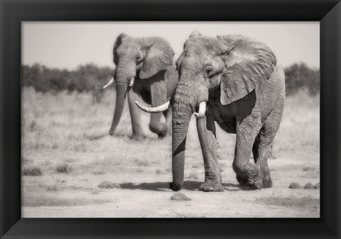 Framed Twin Elephants Print