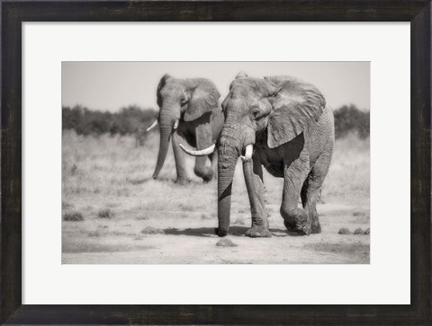 Framed Twin Elephants Print