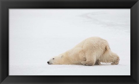 Framed Sliding Bear Print