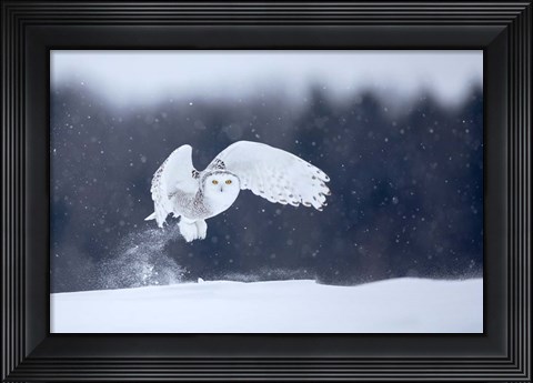 Framed Yellow Eyes Print