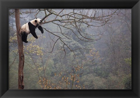 Framed Lazy Panda Print