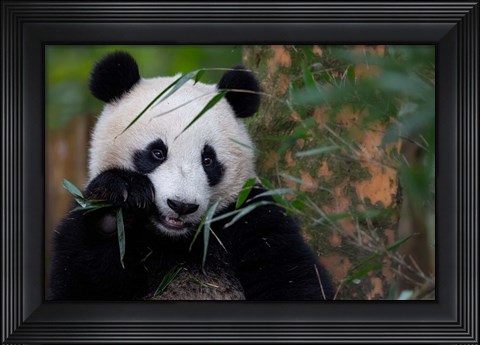 Framed Bamboo Time Print