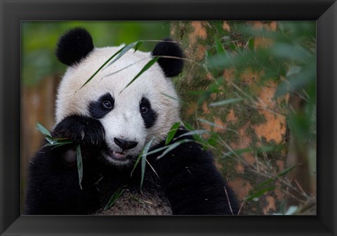 Framed Bamboo Time Print