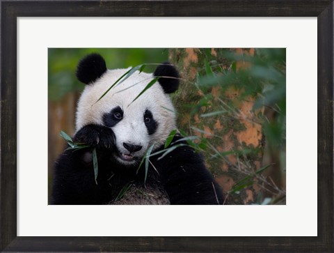 Framed Bamboo Time Print