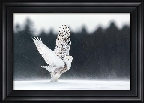 Framed Take Off Print
