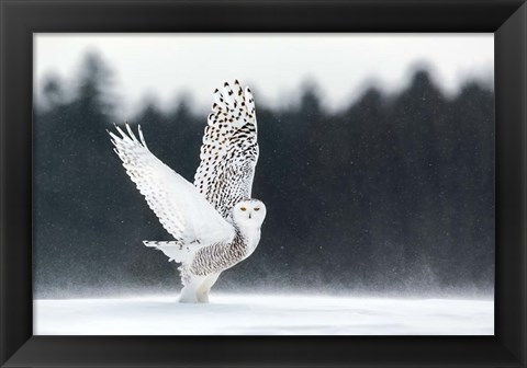 Framed Take Off Print