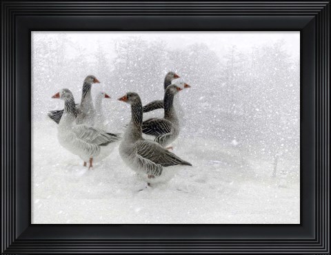 Framed Lost in a White World Print
