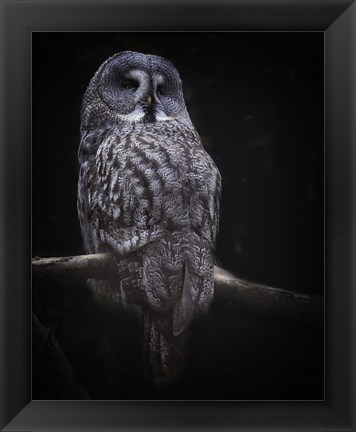 Framed Owl Print