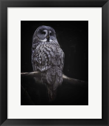 Framed Owl Print