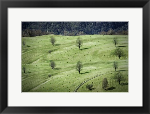 Framed Sheep Print