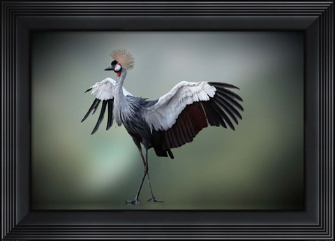 Framed Top Model in the Photos Studio Print
