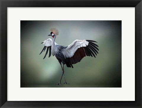 Framed Top Model in the Photos Studio Print