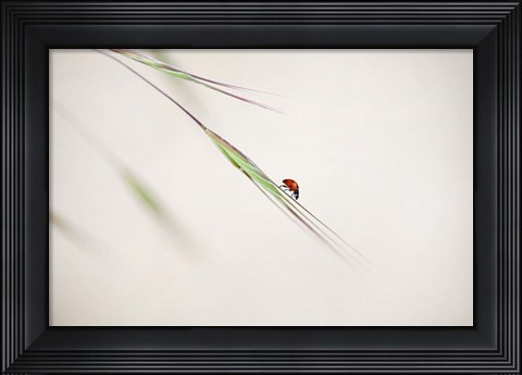 Framed Ladybug Print