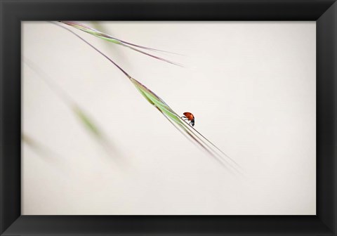 Framed Ladybug Print