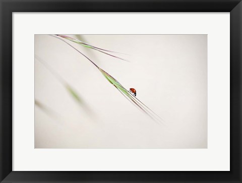 Framed Ladybug Print