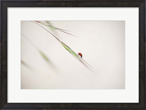 Framed Ladybug Print
