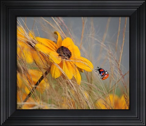 Framed Colors of Summer Print