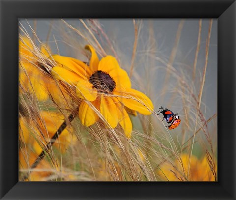 Framed Colors of Summer Print