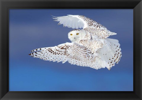 Framed Flight of the Snowy Owl Print