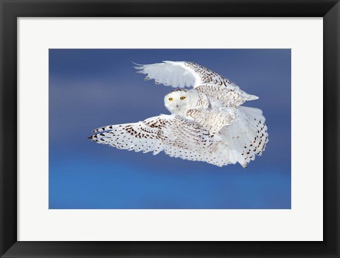 Framed Flight of the Snowy Owl Print