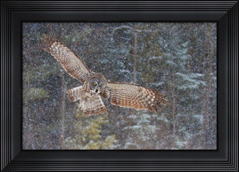 Framed Great Grey Owl in Snowfall Print