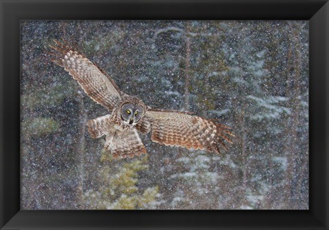 Framed Great Grey Owl in Snowfall Print